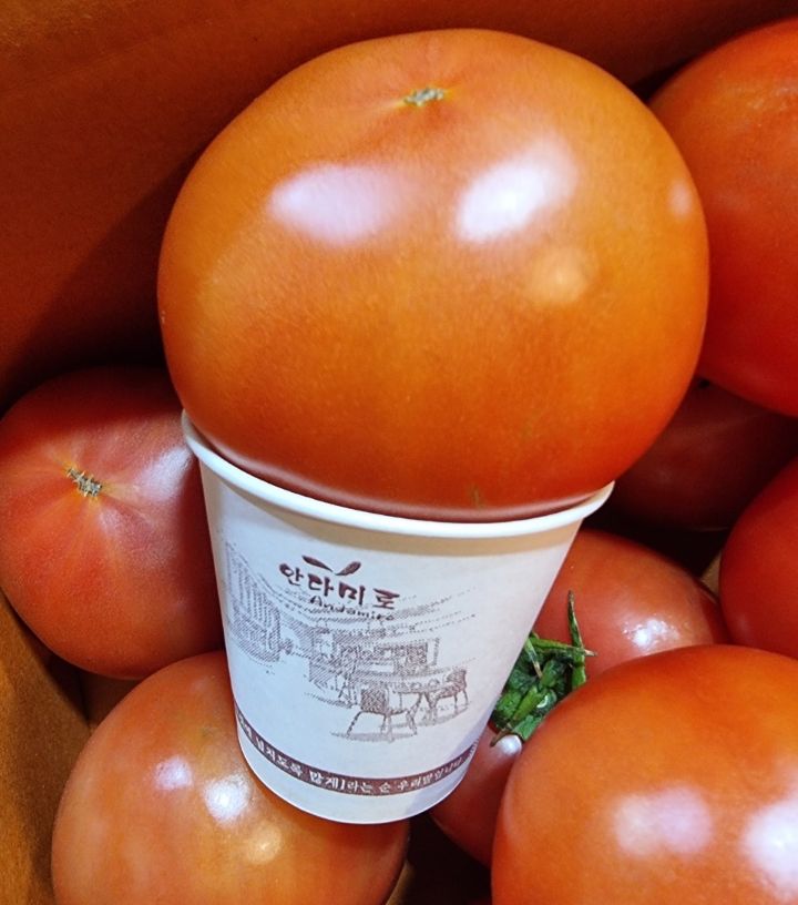 레드토마토 이미지