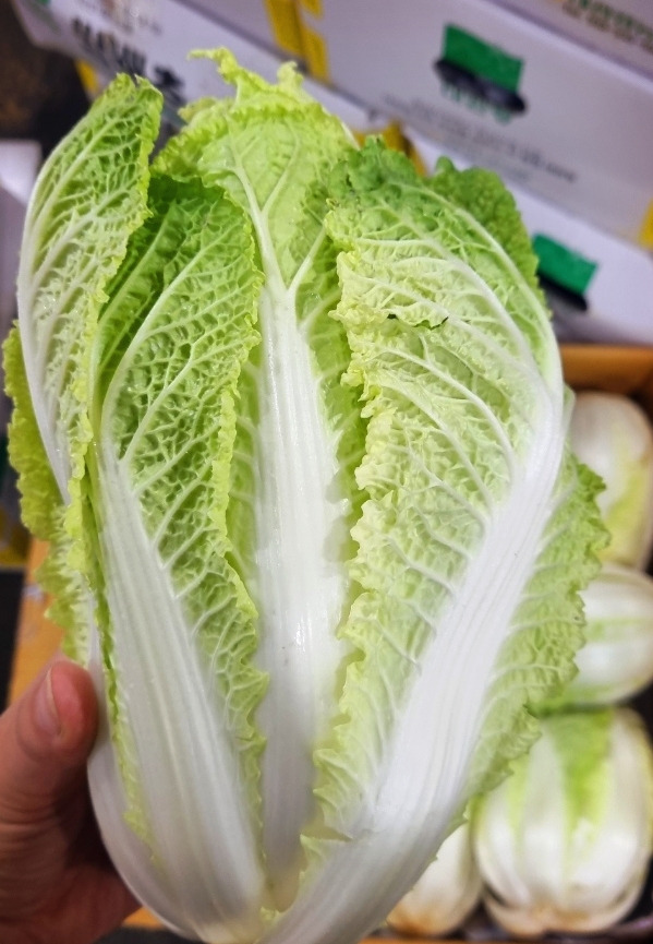 알배기 이미지