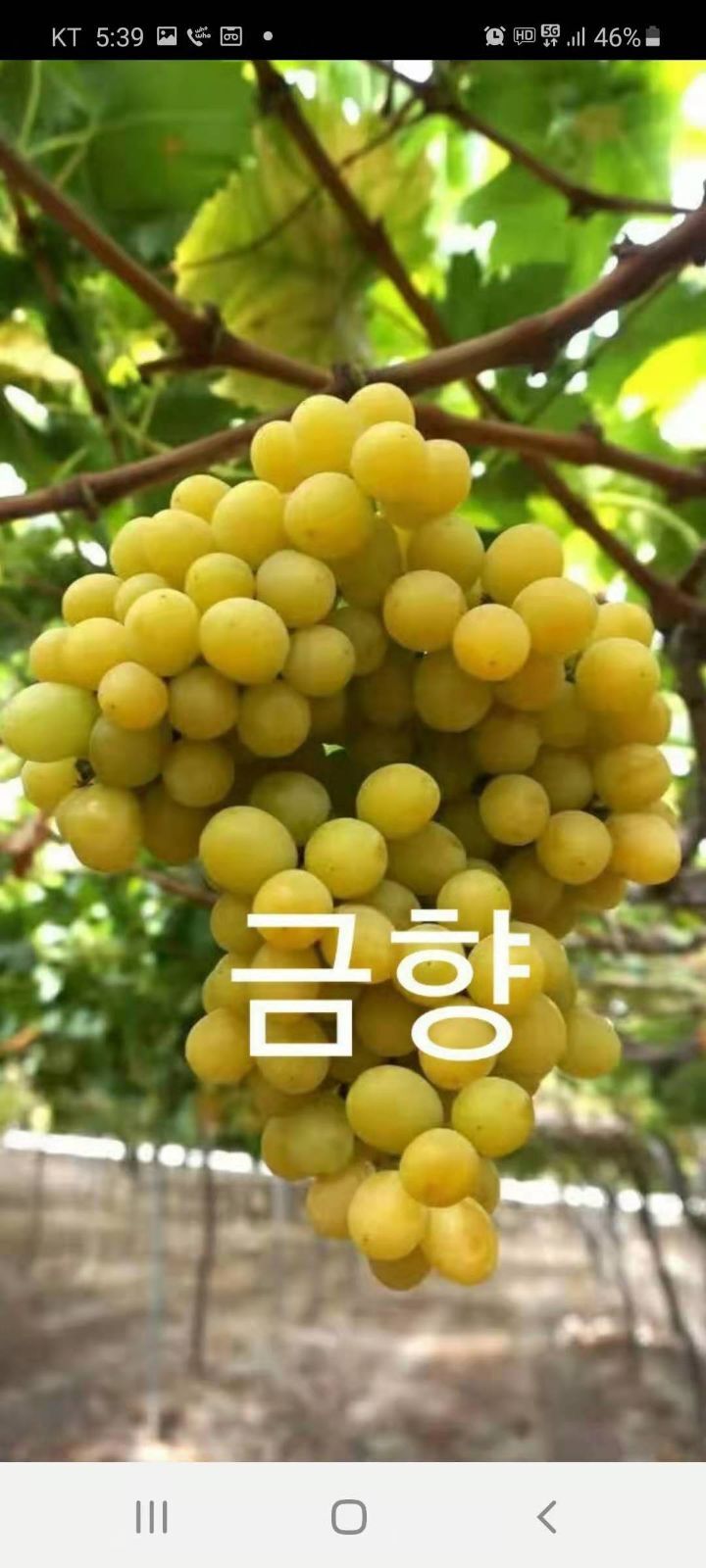 금향 이미지