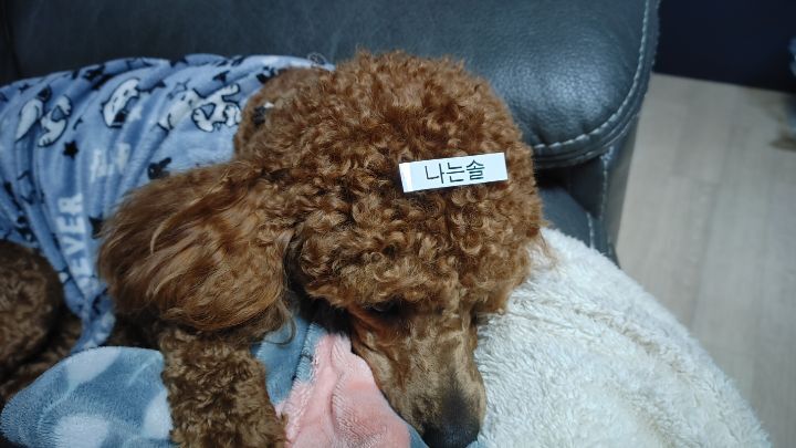 솔사랑 이미지