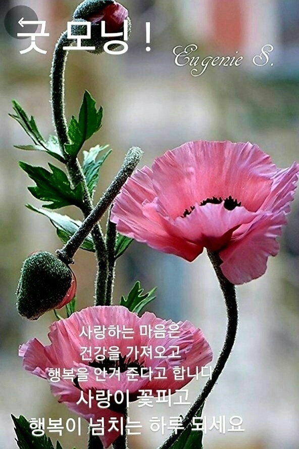 행복 이미지