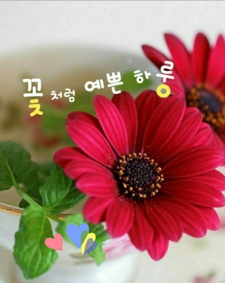 꽃길만걸어요 이미지