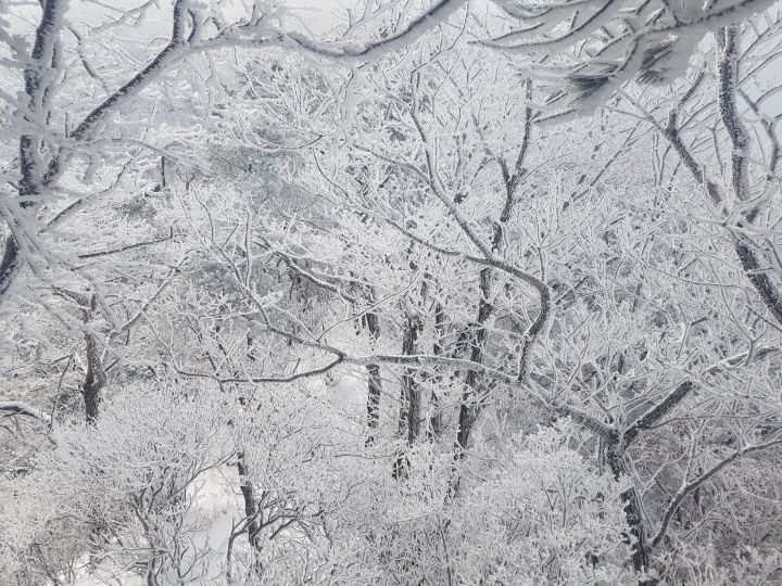 청맥 이미지
