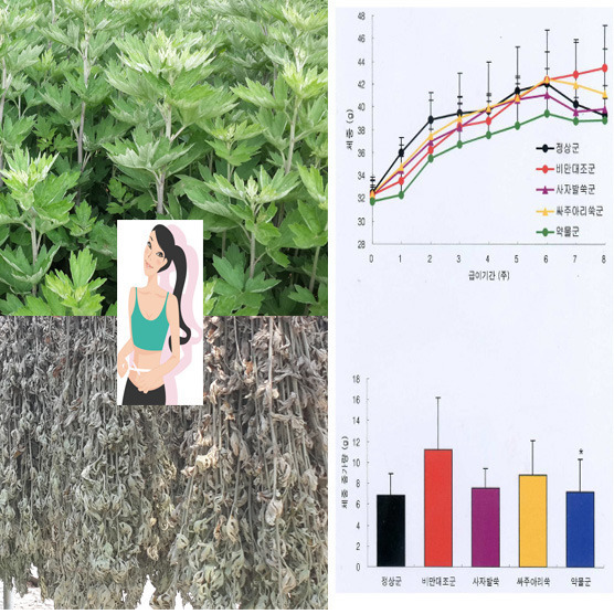 강화약쑥, 사자발쑥 효능 - 약초 이야기 - 봉하_약초누리