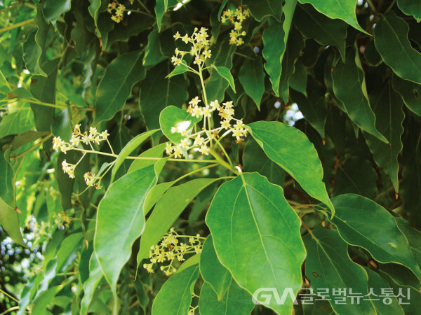 회박사 이미지