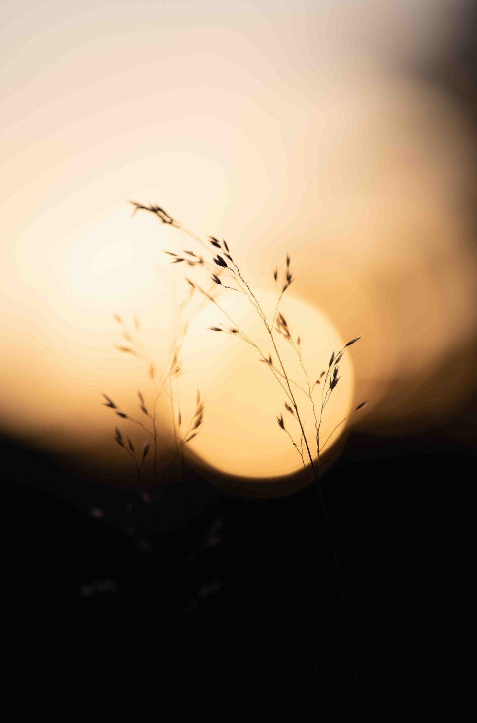 해리포터 홈마 콜린 본체 신기한 근황 | 인스티즈