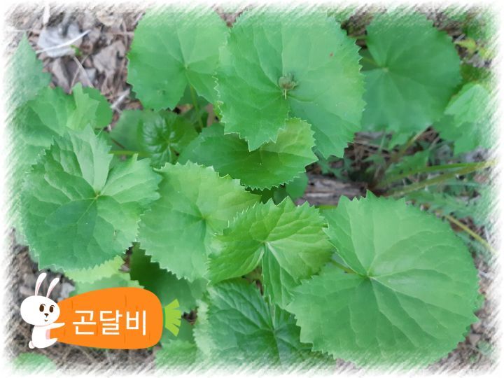 별미쌈밥 이미지