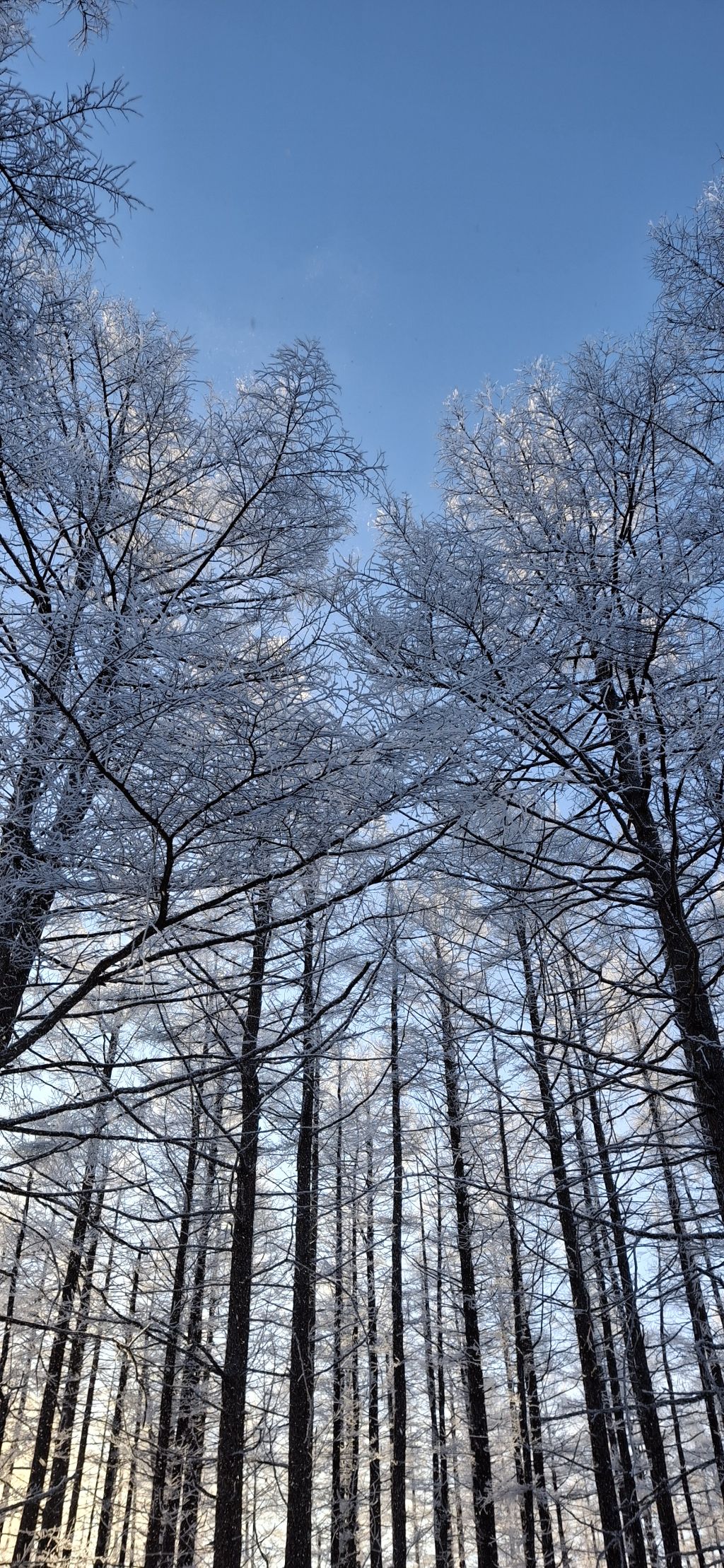 장백산 이미지