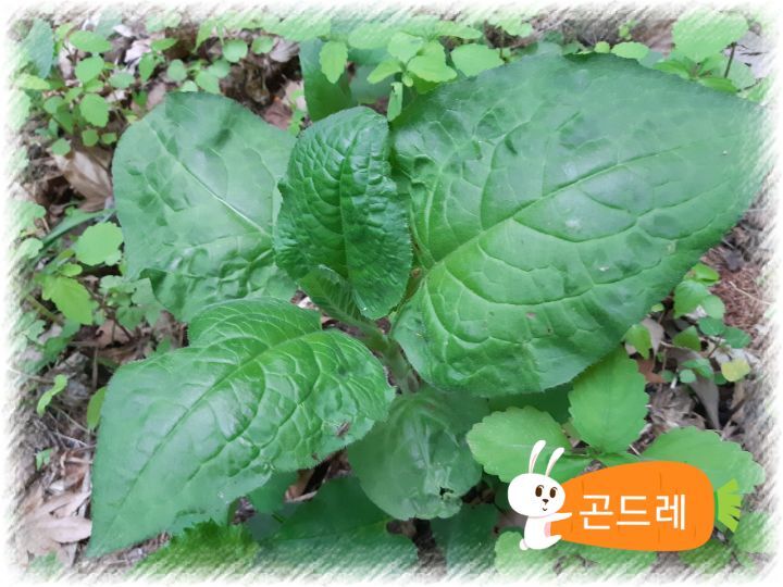 별미쌈밥 이미지