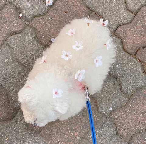 누나야 이미지