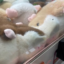 뽑기오빠뽑기언니 이미지