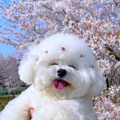 누나야 이미지