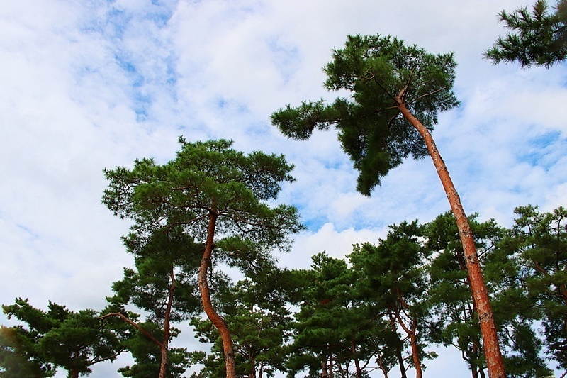 상록수(Evergreen) 이미지