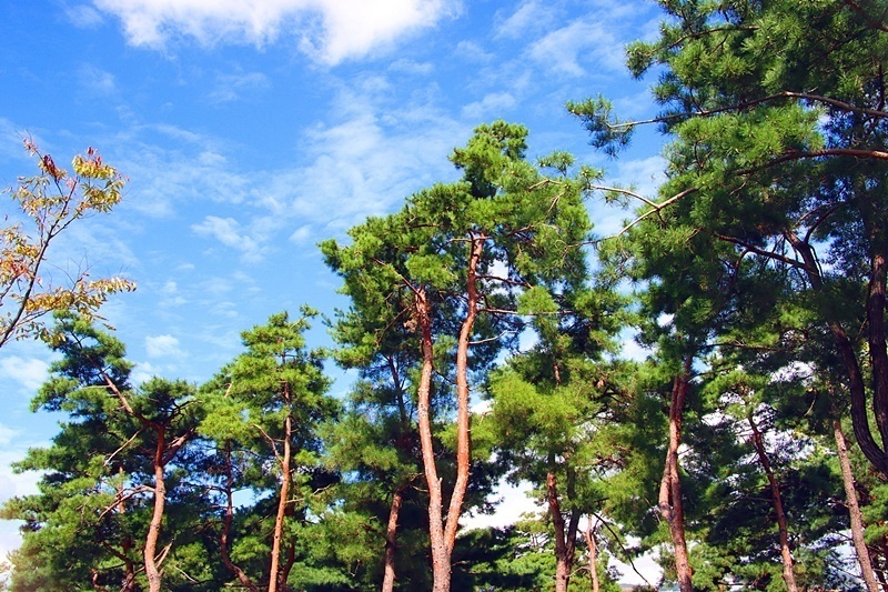 상록수(Evergreen) 이미지