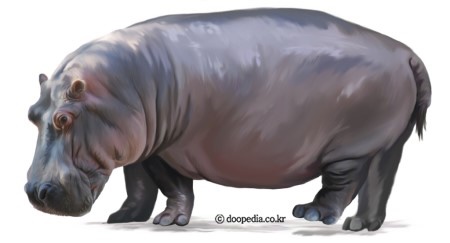 범고래 펄럭어 학명 | 인스티즈