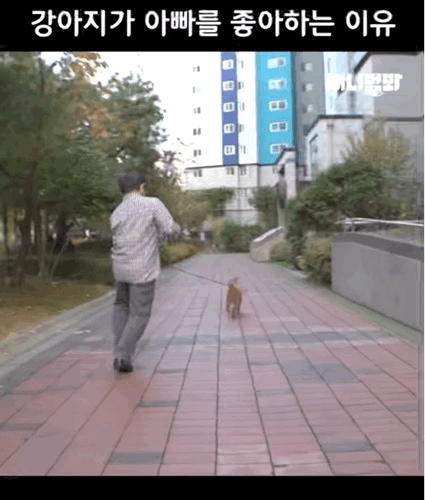강아지가 아빠랑 하는 산책을 좋아하는 이유 | 인스티즈