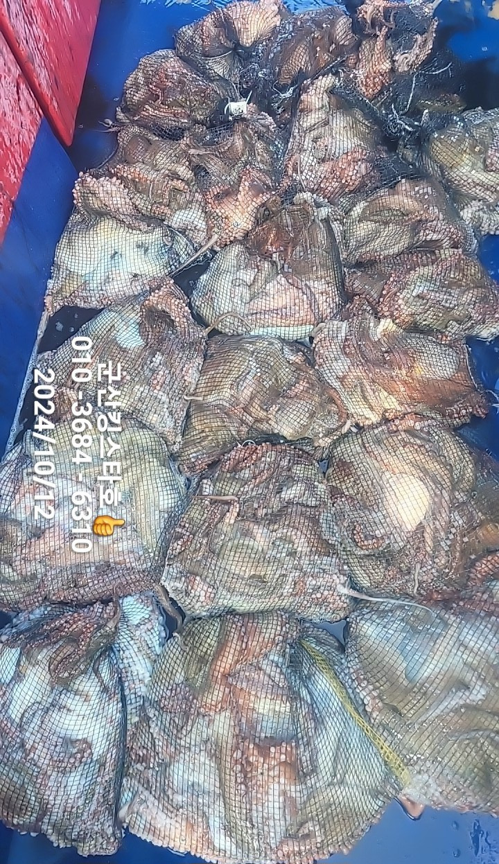 킹스타 이미지