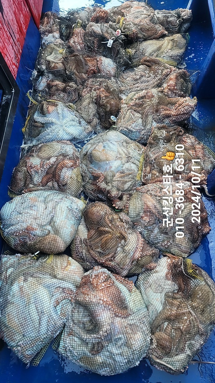 킹스타 이미지