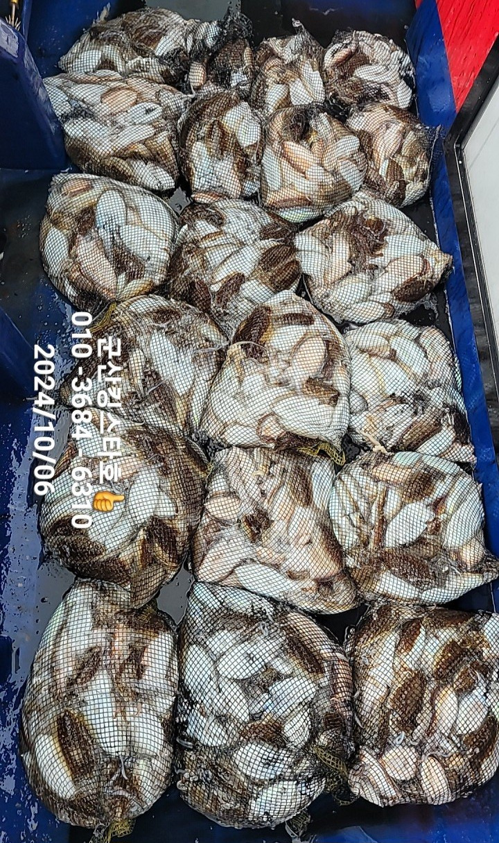 킹스타 이미지