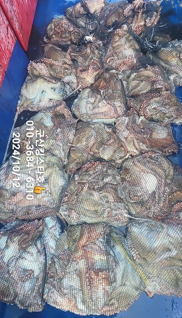 킹스타 이미지