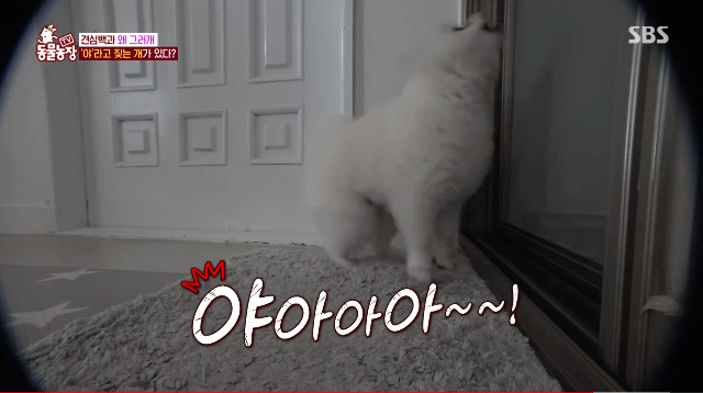 야아아!!! 하고 짖는 강아지 ㅋㅋ | 인스티즈