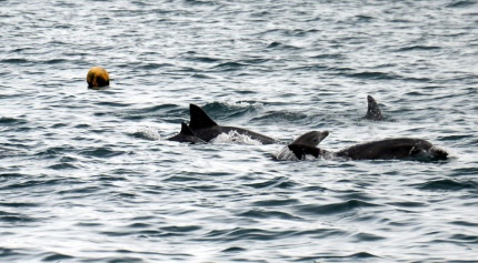 드라마 이상한 변호사 우영우에서 언급된 남방큰돌고래 삼팔이, 춘삼이, 복순이의 tmi | 인스티즈