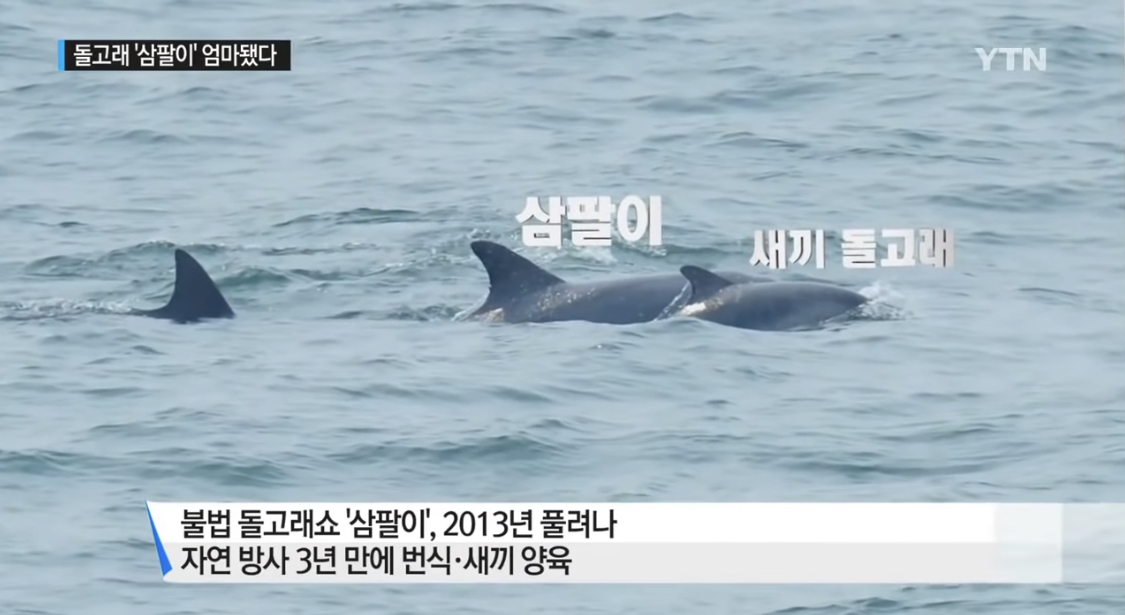 드라마 이상한 변호사 우영우에서 언급된 남방큰돌고래 삼팔이, 춘삼이, 복순이의 tmi | 인스티즈