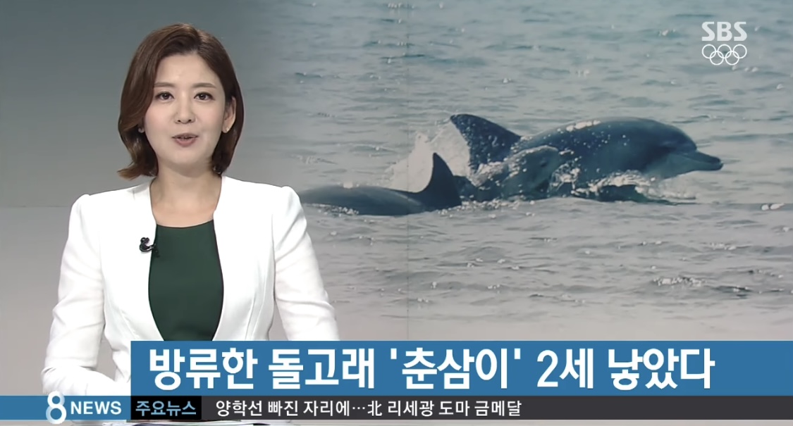 드라마 이상한 변호사 우영우에서 언급된 남방큰돌고래 삼팔이, 춘삼이, 복순이의 tmi | 인스티즈