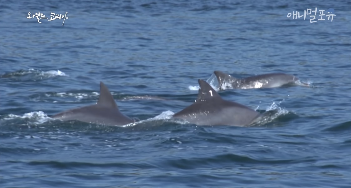 드라마 이상한 변호사 우영우에서 언급된 남방큰돌고래 삼팔이, 춘삼이, 복순이의 tmi | 인스티즈
