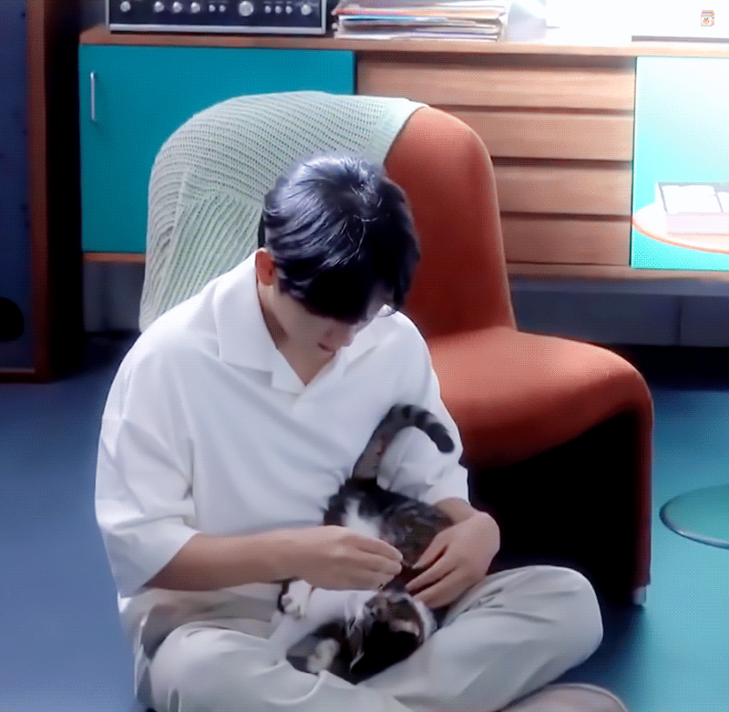 담당자 사심이 느껴지는 배우의 네이버포스트(feat.고양이) | 인스티즈