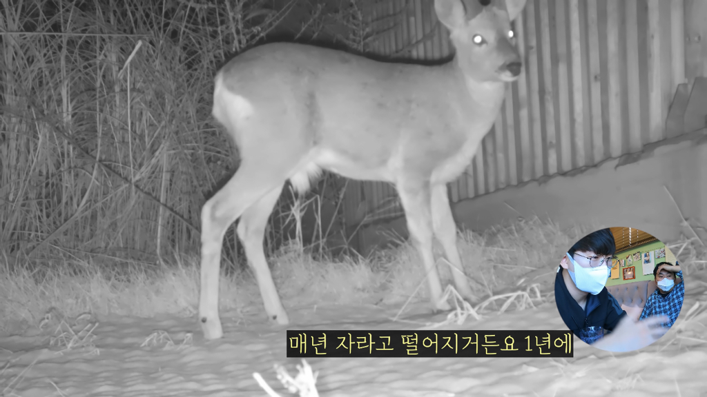 고속도로에 있는 생태통로 진짜 야생동물이 다닐까? | 인스티즈