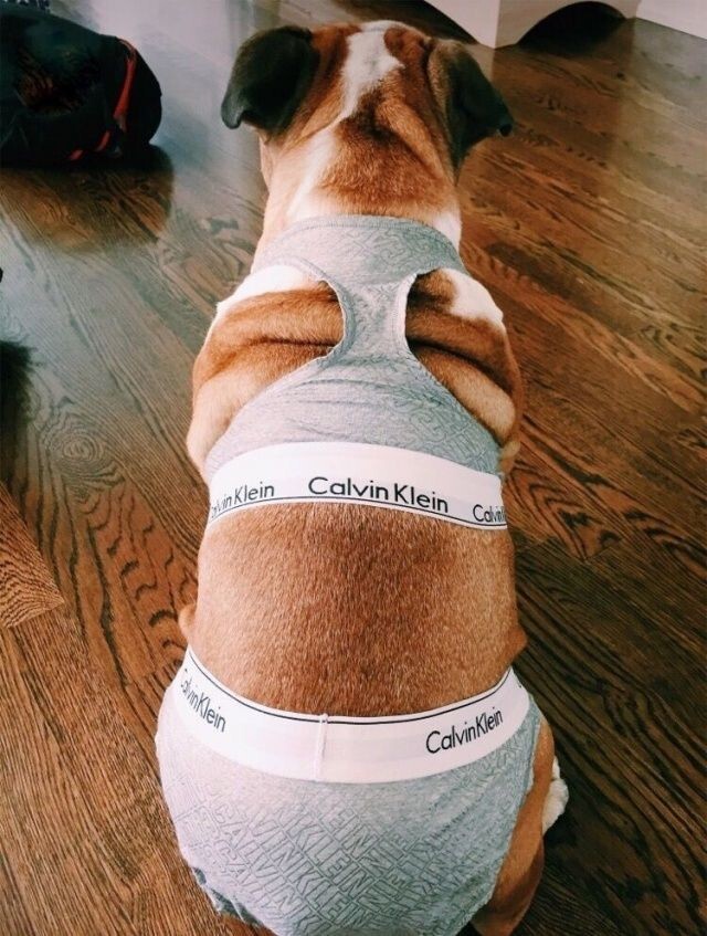 고양이 사진들 | 인스티즈