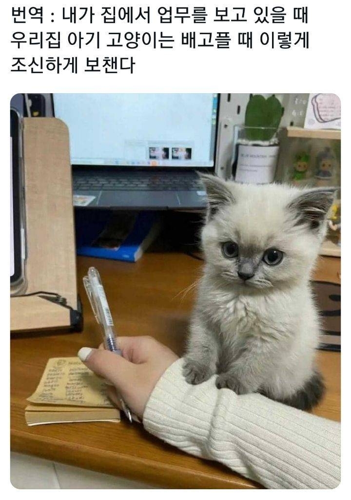 배고플때 조신하게 보채는 냥이 | 인스티즈