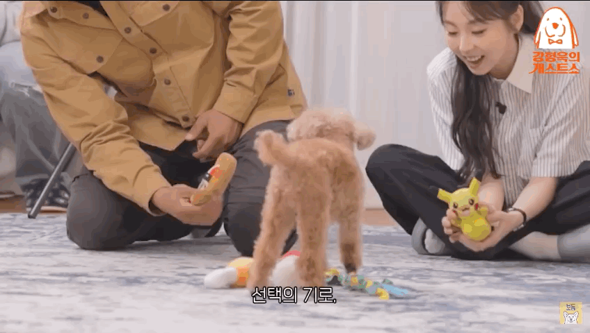 노견을 키우는 보호자들이 절대 하지 말아야할 것 | 인스티즈