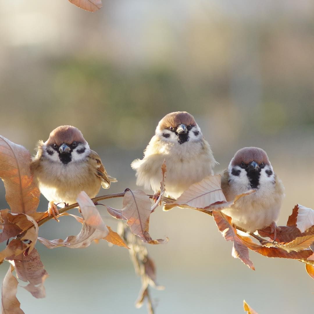 참새 정면 얼굴.jpg | 인스티즈