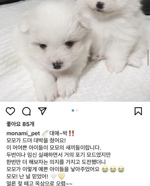 두 번이나 임신에 실패했지만 계속 도전한 결과 이렇게 예쁜 아가들을 낳았어요🤍💛 | 인스티즈