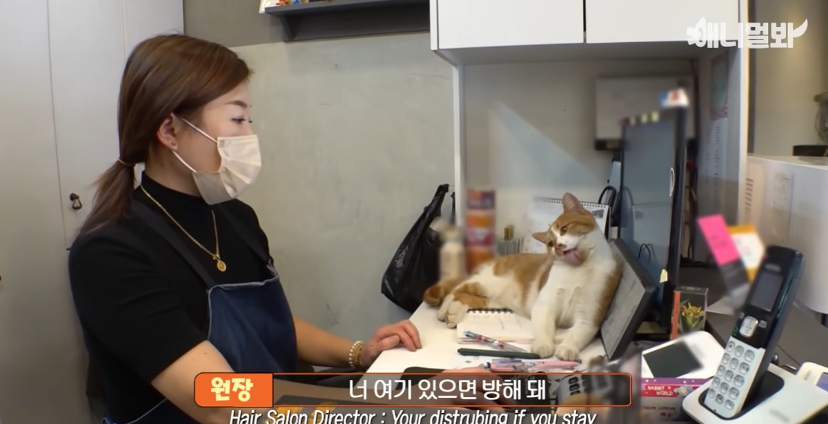 미용실 오픈런 하던 고양이의 근황 | 인스티즈