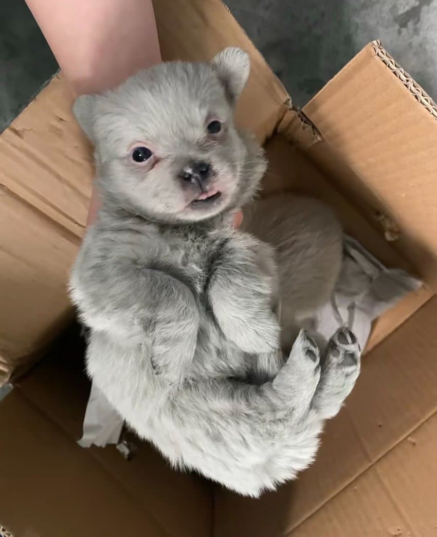 우리 공장 강아지 새끼 낳았다 | 인스티즈