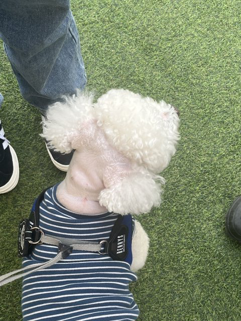 비숑 미용맡겼는데 미용사가 말도 없이 뒷통수 를 밀어버렸어요 | 인스티즈