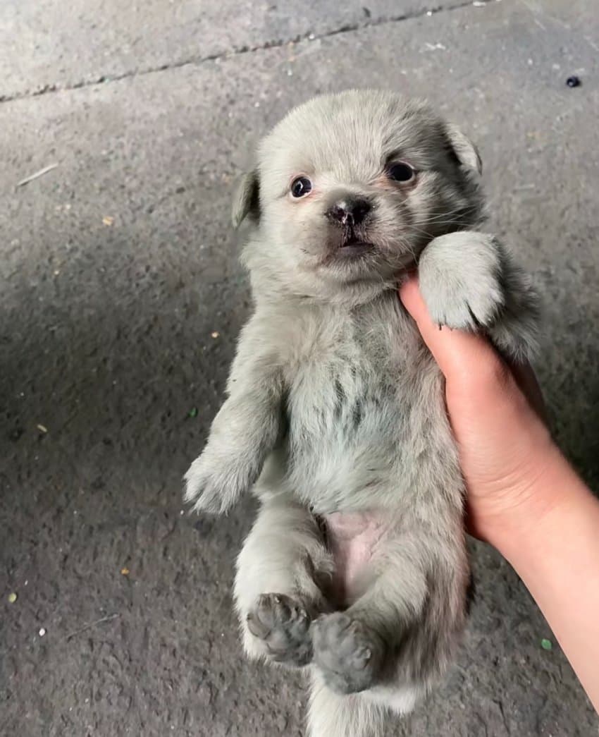 우리 공장 강아지 새끼 낳았다 | 인스티즈