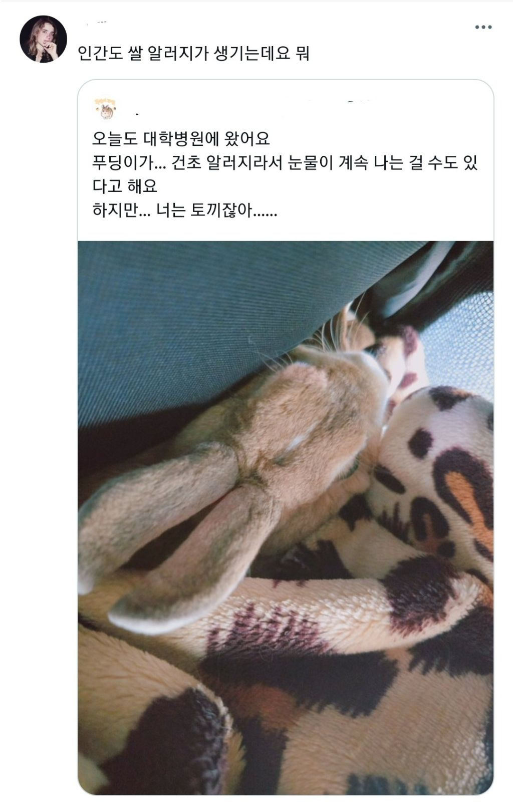 알러지는 누구에게나 올수있지만 토끼가 건초 알러지라니 | 인스티즈