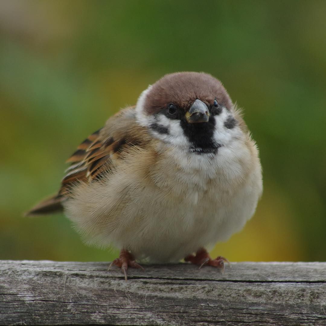 참새 정면 얼굴.jpg | 인스티즈