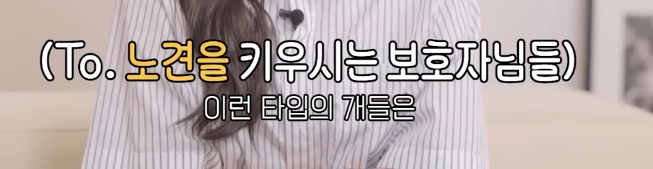 노견을 키우는 보호자들이 절대 하지 말아야할 것 | 인스티즈