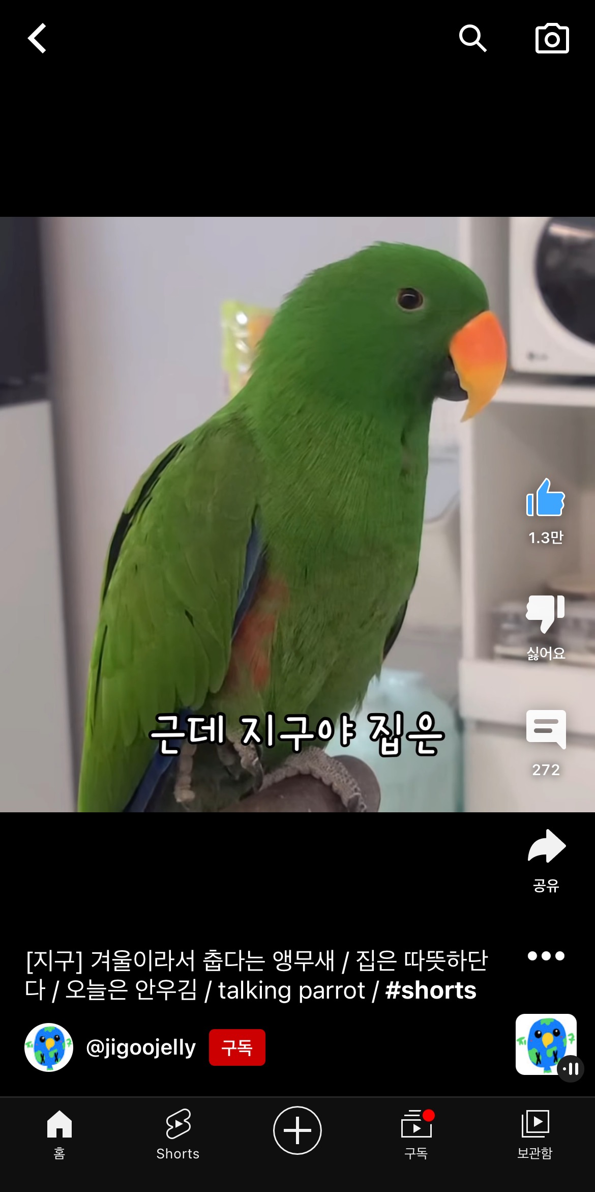 겨울이라서 춥다는 앵무새 지구 | 인스티즈