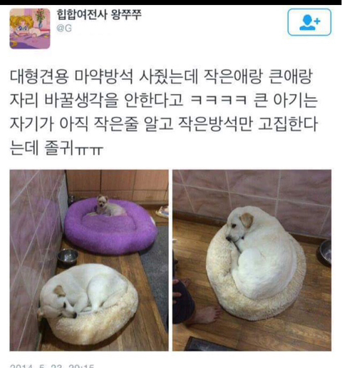 강아지 짤 모음(개많음) | 인스티즈