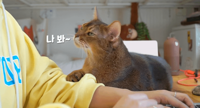 내가 고양이었다면/이 고양이가 사람이었다면 사귀었을 것 같은 고양이 | 인스티즈