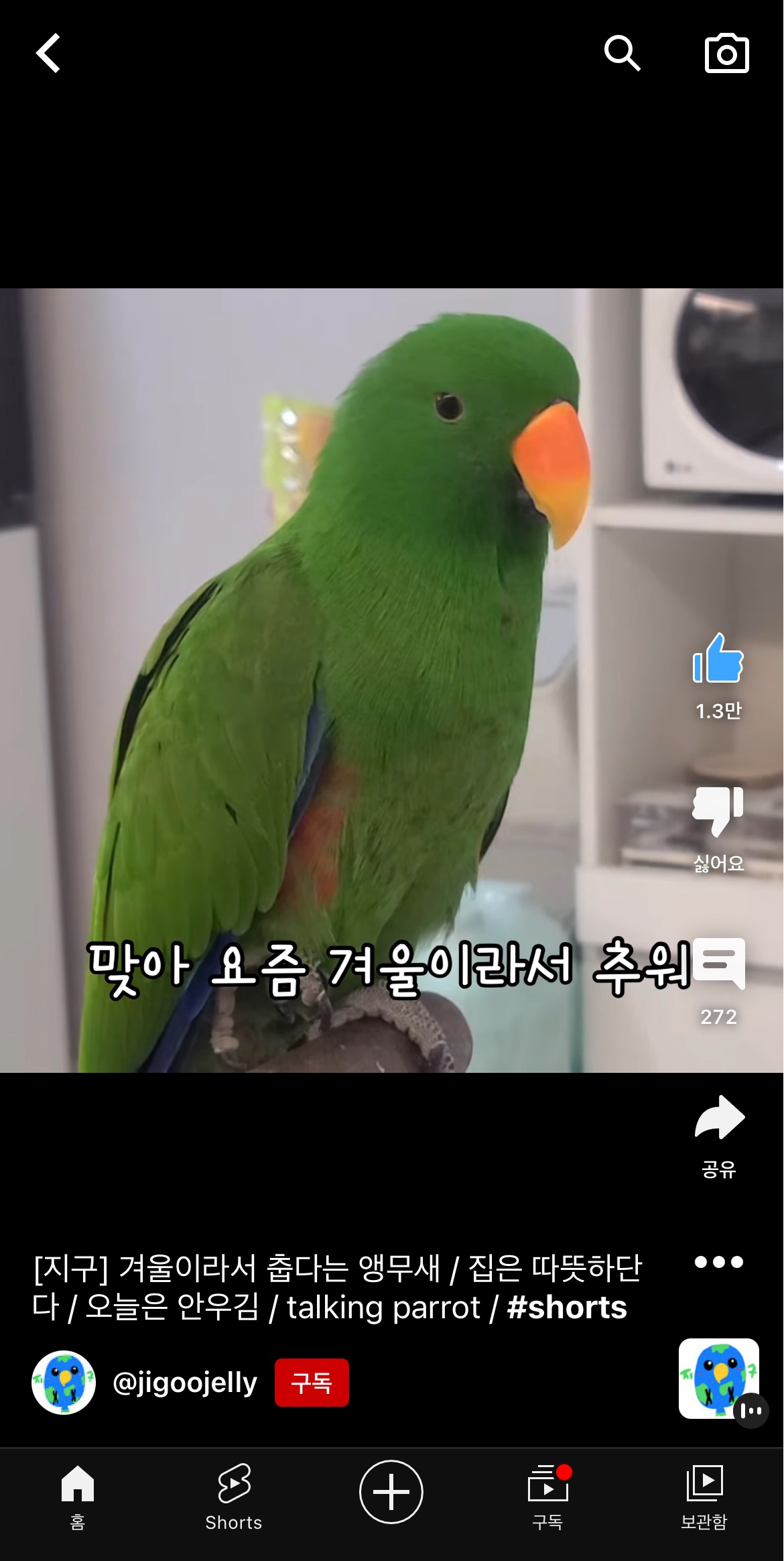 겨울이라서 춥다는 앵무새 지구 | 인스티즈