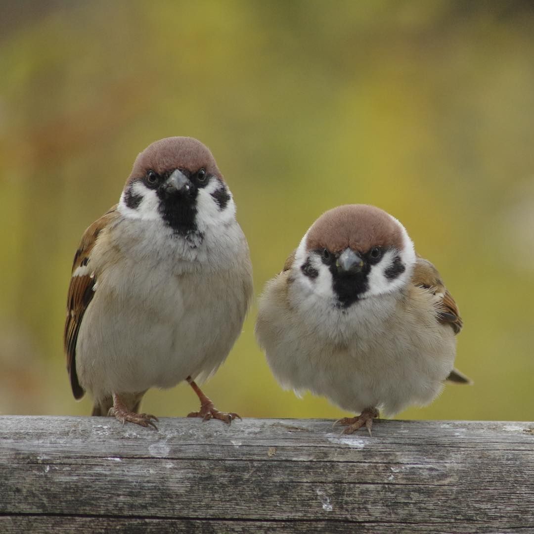 참새 정면 얼굴.jpg | 인스티즈