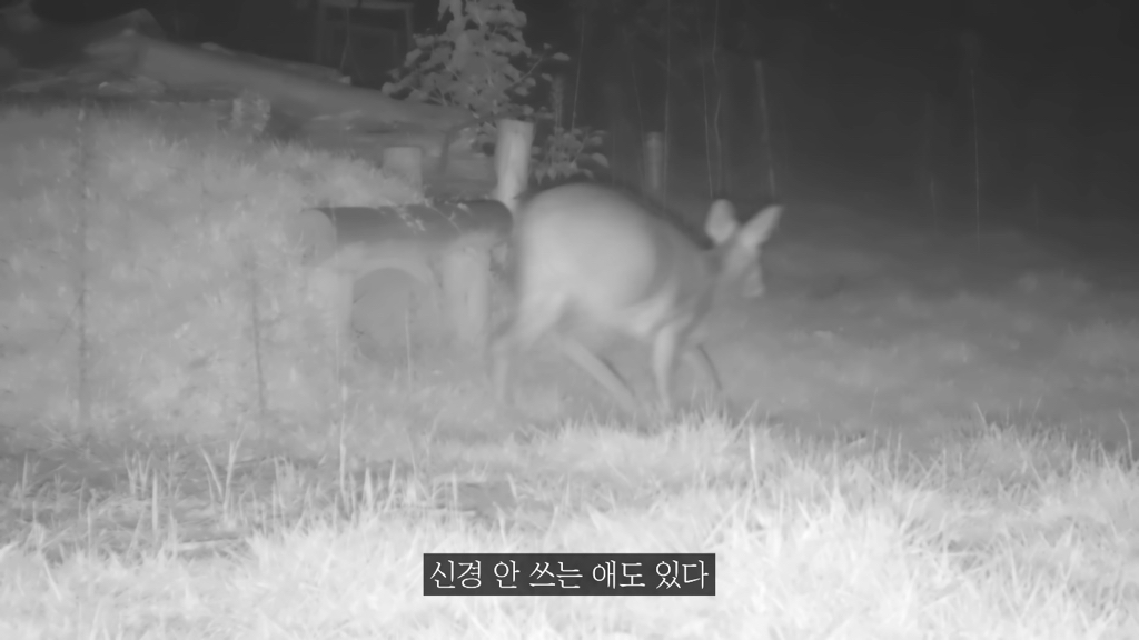 고속도로에 있는 생태통로 진짜 야생동물이 다닐까? | 인스티즈