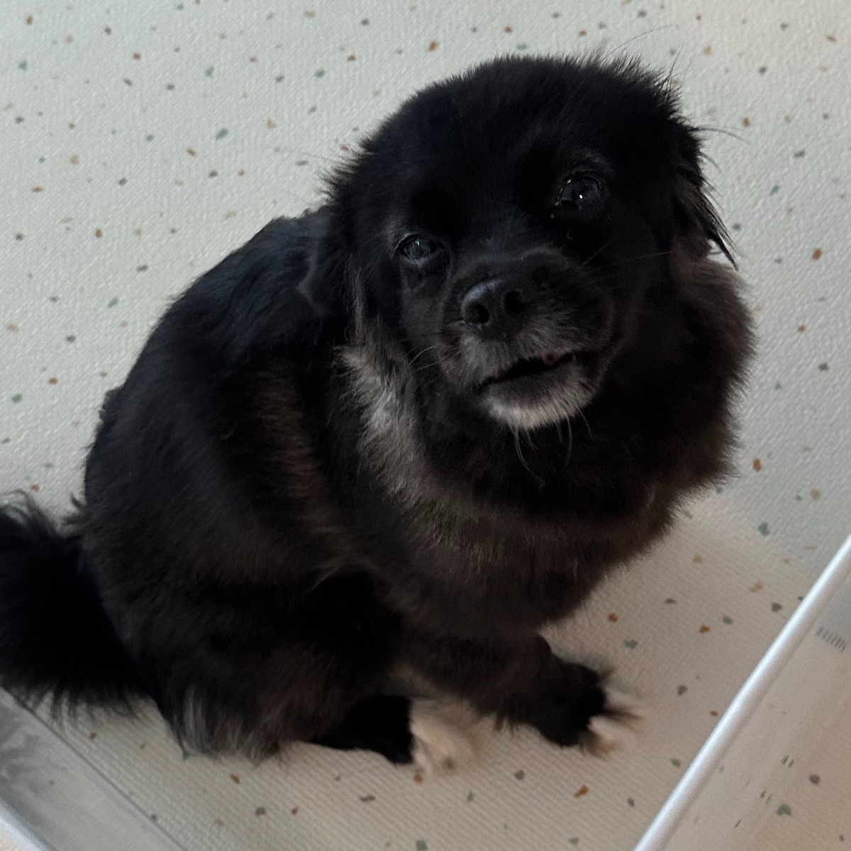 강아지가 유치원에서 운 이유....jpg | 인스티즈